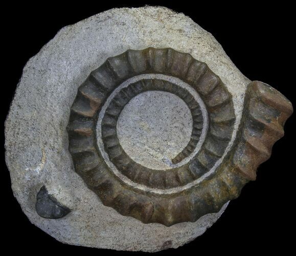 Devonian Ammonite (Anetoceras) - Morocco #64451